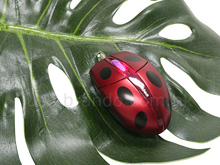 USB Ladybug Mouse